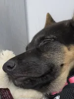 Zuma, a female German Shepherd Dog for sale in Cartersville, GA – 3 of 3
