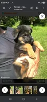 Zuma, a female German Shepherd Dog for sale in Cartersville, GA – 2 of 3