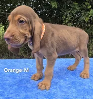 Orange , a male Bloodhound for sale in Rusk, TX – 2 of 5