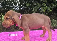Pink , a female Bloodhound for sale in Rusk, TX – 5 of 6