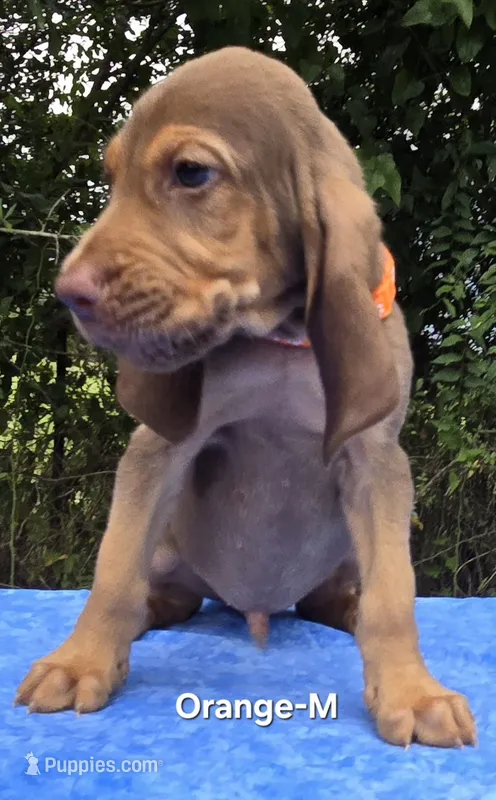 Orange  – Bloodhound puppy for sale in Rusk, TX
