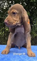 Orange , a male Bloodhound for sale in Rusk, TX – 1 of 5