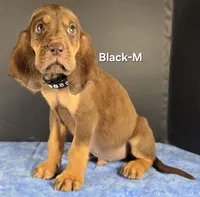 Black, a male Bloodhound for sale in Rusk, TX – 3 of 3