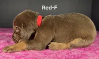 Red, a female Bloodhound for sale in Rusk, TX – 2 of 3