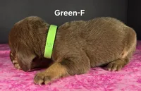 Green-F , a female Bloodhound for sale in Rusk, TX – 2 of 3