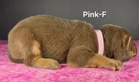 Pink , a female Bloodhound for sale in Rusk, TX – 2 of 3