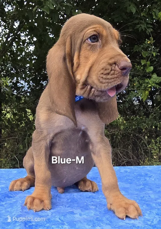 Blue – Bloodhound puppy for sale in Rusk, TX