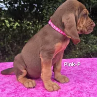 Pink , a female Bloodhound for sale in Rusk, TX – 4 of 6