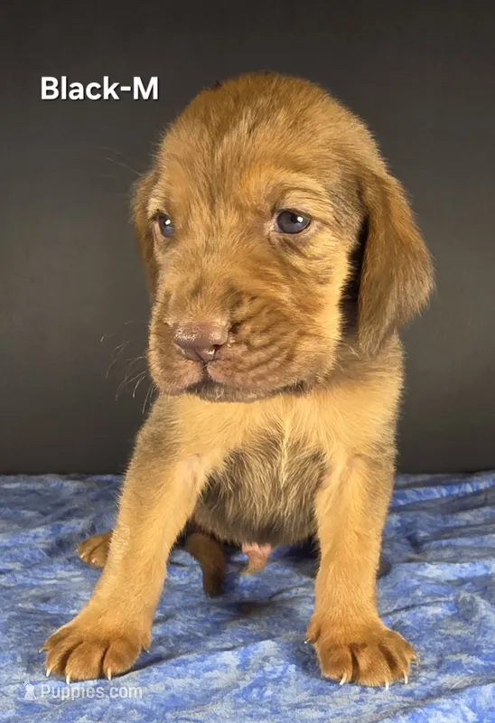 Black – Bloodhound puppy for sale in Rusk, TX