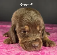 Green-F , a female Bloodhound for sale in Rusk, TX – 1 of 3