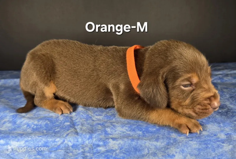 Orange  – Bloodhound puppy for sale in Rusk, TX