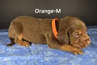 Orange , a male Bloodhound for sale in Rusk, TX – 1 of 3