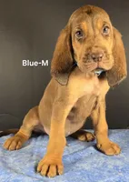 Blue, a male Bloodhound for sale in Rusk, TX – 2 of 2