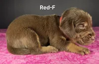 Red, a female Bloodhound for sale in Rusk, TX – 3 of 3