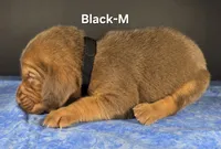 Black, a male Bloodhound for sale in Rusk, TX – 3 of 3