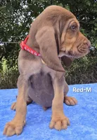 Red, a male Bloodhound for sale in Rusk, TX – 2 of 5