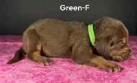 Green-F , a female Bloodhound for sale in Rusk, TX – 3 of 3