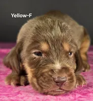 Yellow , a female Bloodhound for sale in Rusk, TX – 1 of 3