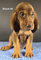 Black, a male Bloodhound for sale in Rusk, TX – 1 of 3