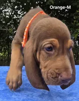 Orange , a male Bloodhound for sale in Rusk, TX – 5 of 5