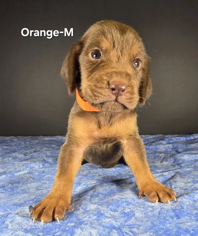 Orange  – Bloodhound puppy for sale in Rusk, TX
