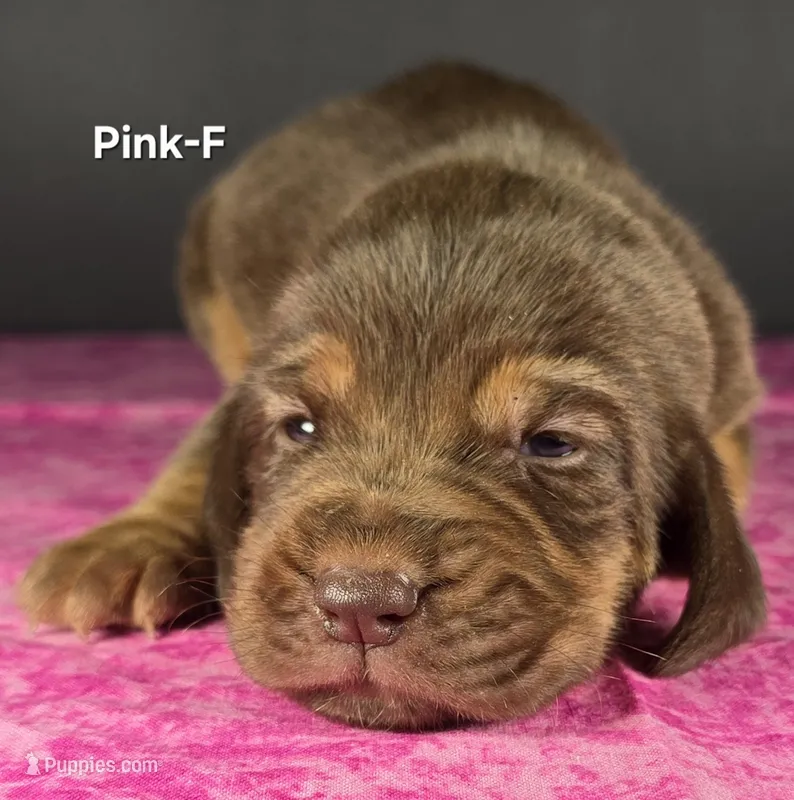 Pink  – Bloodhound puppy for sale in Rusk, TX