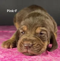 Pink , a female Bloodhound for sale in Rusk, TX – 1 of 3