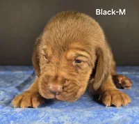 Black, a male Bloodhound for sale in Rusk, TX – 2 of 3
