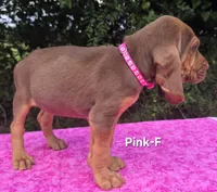 Pink , a female Bloodhound for sale in Rusk, TX – 2 of 6