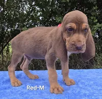 Red, a male Bloodhound for sale in Rusk, TX – 5 of 5