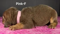 Pink , a female Bloodhound for sale in Rusk, TX – 3 of 3