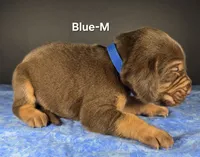 Blue, a male Bloodhound for sale in Rusk, TX – 3 of 3