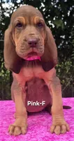 Pink , a female Bloodhound for sale in Rusk, TX – 3 of 6