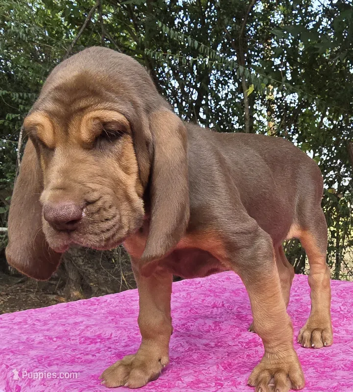 Pink  – Bloodhound puppy for sale in Rusk, TX