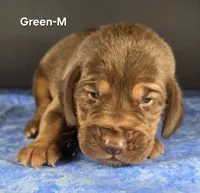 Green-M , a male Bloodhound for sale in Rusk, TX – 2 of 3