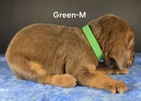 Green-M , a male Bloodhound for sale in Rusk, TX – 3 of 3