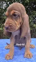 Red, a male Bloodhound for sale in Rusk, TX – 4 of 5