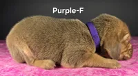 Purple , a female Bloodhound for sale in Rusk, TX – 3 of 3
