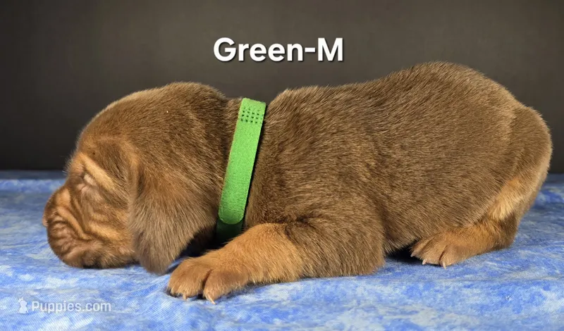 Green-M  – Bloodhound puppy for sale in Rusk, TX