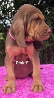 Pink , a female Bloodhound for sale in Rusk, TX – 6 of 6