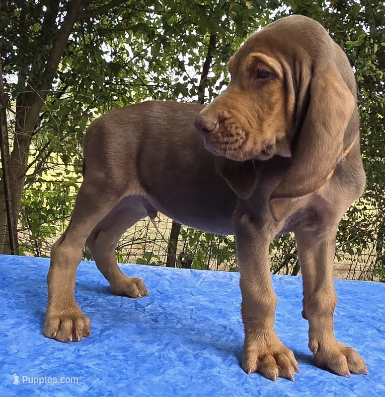 Orange  – Bloodhound puppy for sale in Rusk, TX