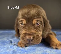 Blue, a male Bloodhound for sale in Rusk, TX – 2 of 3