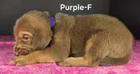 Purple , a female Bloodhound for sale in Rusk, TX – 2 of 3