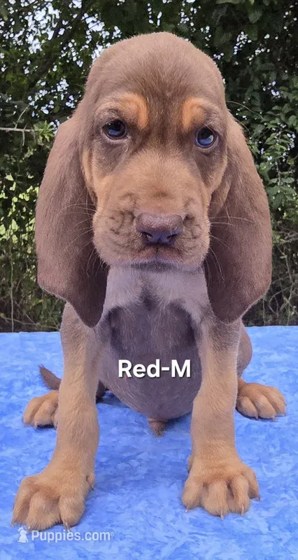 Red – Bloodhound puppy for sale in Rusk, TX