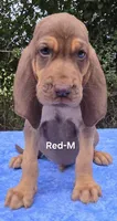 Red, a male Bloodhound for sale in Rusk, TX – 1 of 5