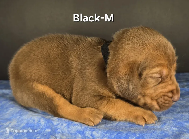 Black – Bloodhound puppy for sale in Rusk, TX