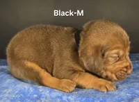 Black, a male Bloodhound for sale in Rusk, TX – 1 of 3