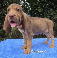 Orange , a male Bloodhound for sale in Rusk, TX – 4 of 5