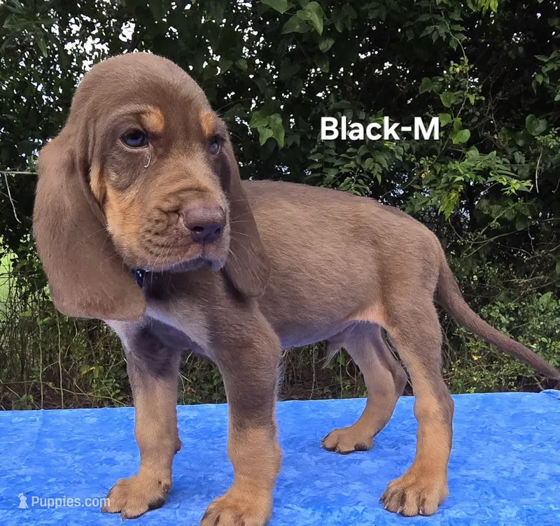 Black – Bloodhound puppy for sale in Rusk, TX
