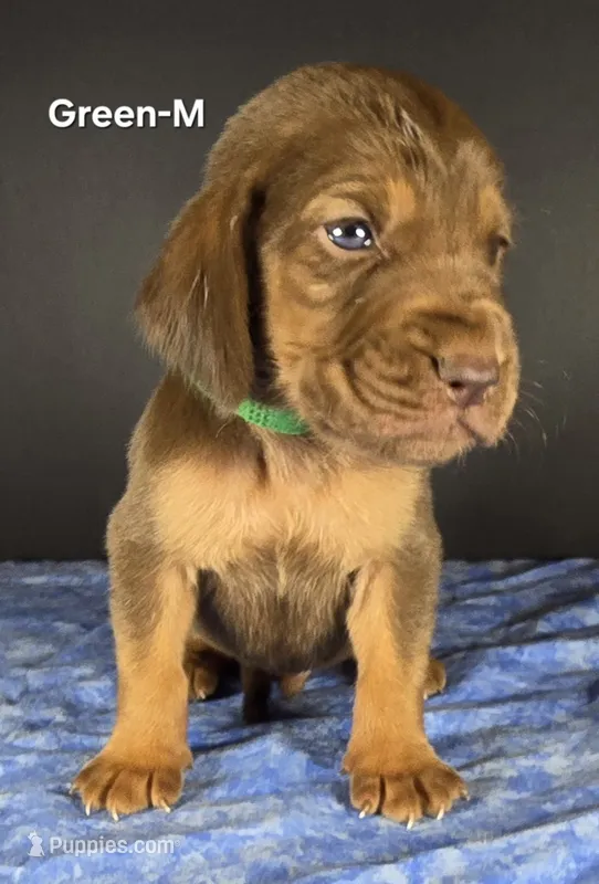 Green-M  – Bloodhound puppy for sale in Rusk, TX